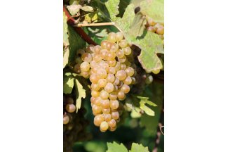 vino